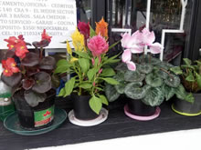 Miscelánea Cedritos. Floristería. Flores: rosas, astromelias, pompones, otros. Matas: Violeta los Alpes, Begonia, otras.