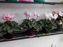 Miscelánea Cedritos. Floristería. Flores: rosas, astromelias, pompones, otros. Matas: Violeta los Alpes, Begonia, otras.